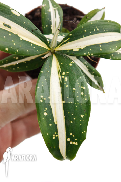 Dracaena surculosa ‘Milky Way’
