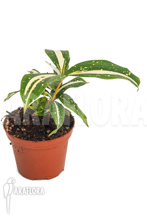 Dracaena surculosa ‘Milky Way’