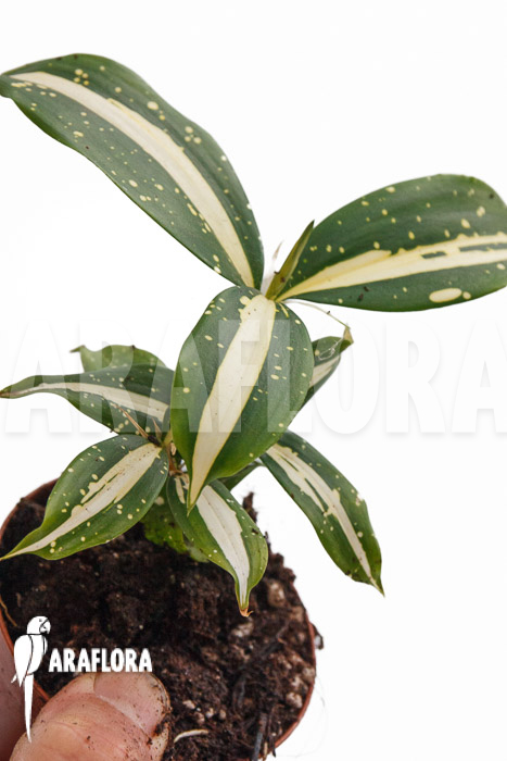 Dracaena surculosa ‘Milky Way’