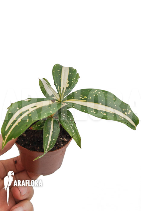Dracaena surculosa ‘Milky Way’