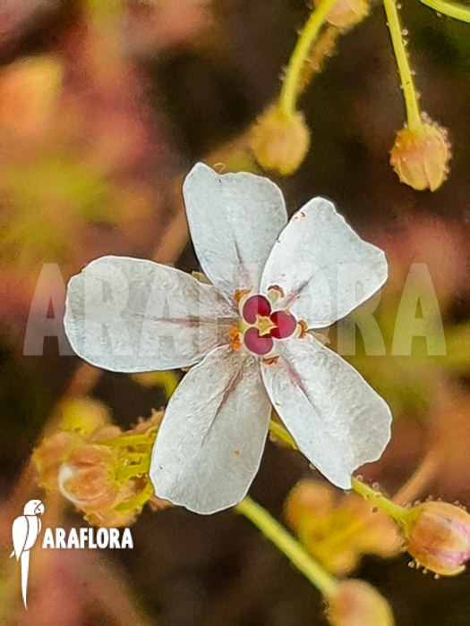 Drosera allantostigma