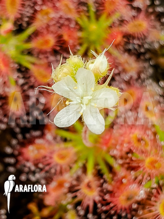 Drosera allantostigma