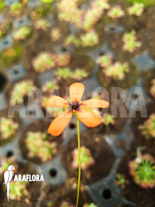 Drosera callistos