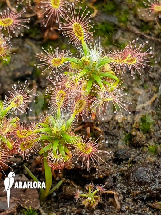 Drosera lasiantha