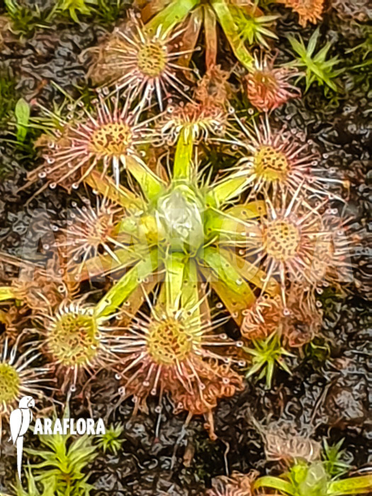 Drosera leucoblasta (Cranbrook)