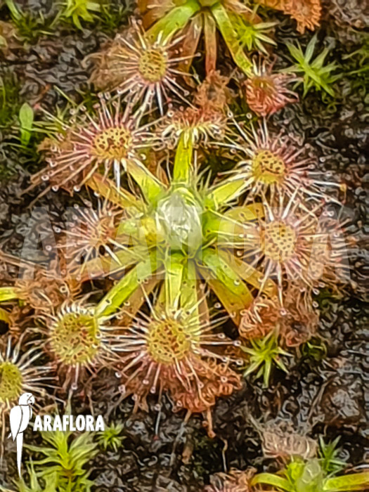 Drosera leucoblasta (Cranbrook)