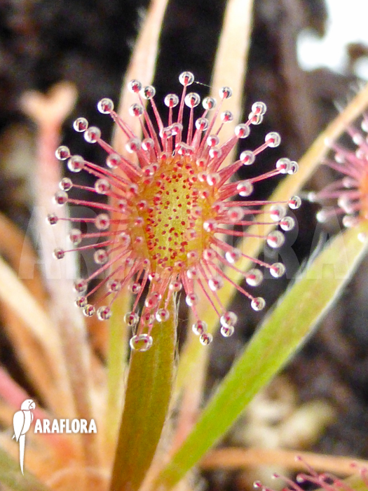 Drosera petiolaris ‘starter’