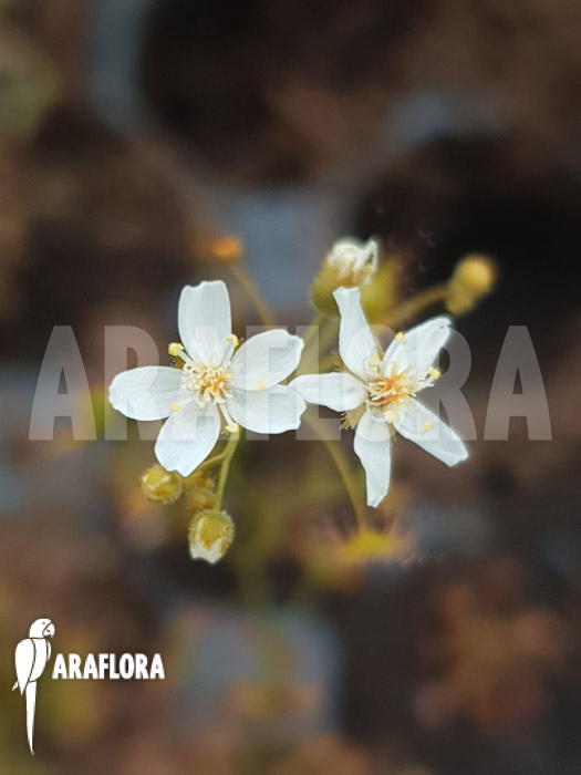Drosera yilgarnensis