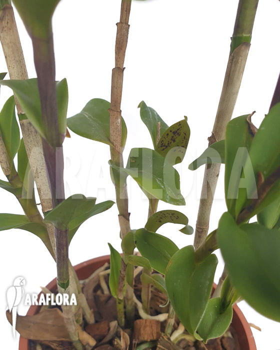 Epidendrum-capricornu-3