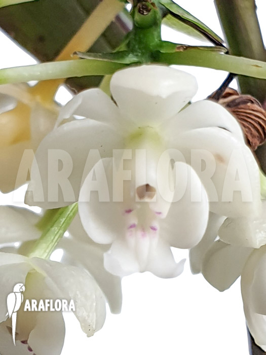 Epidendrum hugomedinae