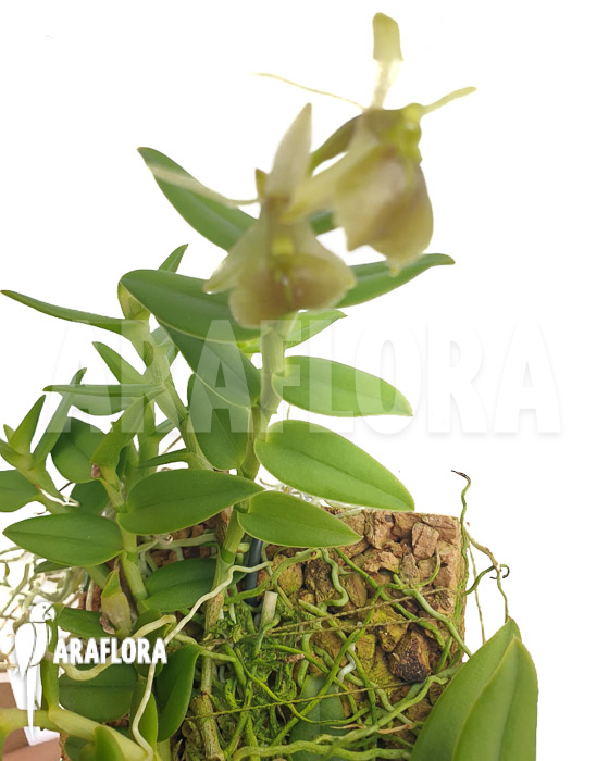 Epidendrum porpax ‘Alba’