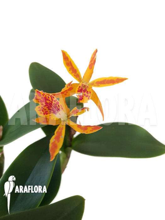 Epidendrum unknown hybrid
