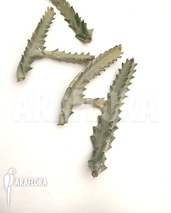 Euphorbia lactea ‘White ghost’ ‘Starter’