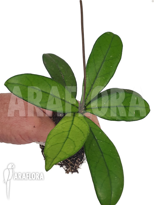 Hoya crassipetiolata ‘Starter’