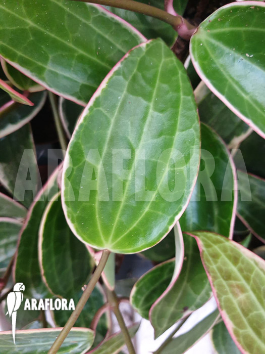 Hoya macrophylla ‘albomarginata’ ‘Starter’