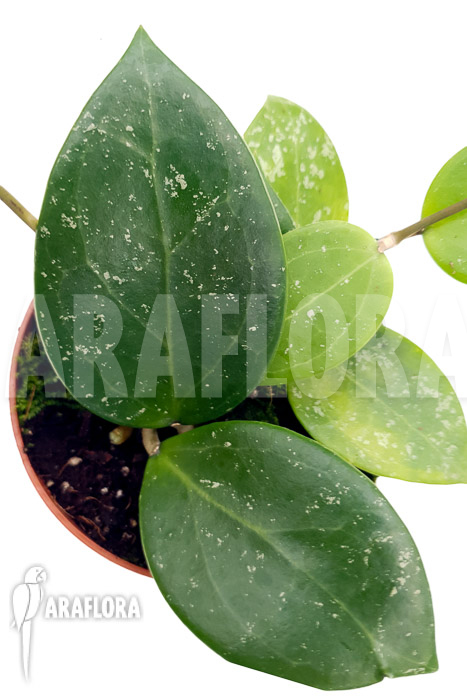 Hoya parasitica ‘splash’