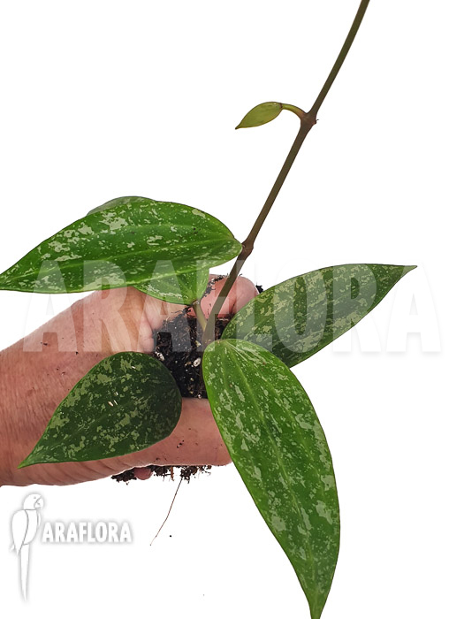 Hoya sp rangsan ‘Starter’