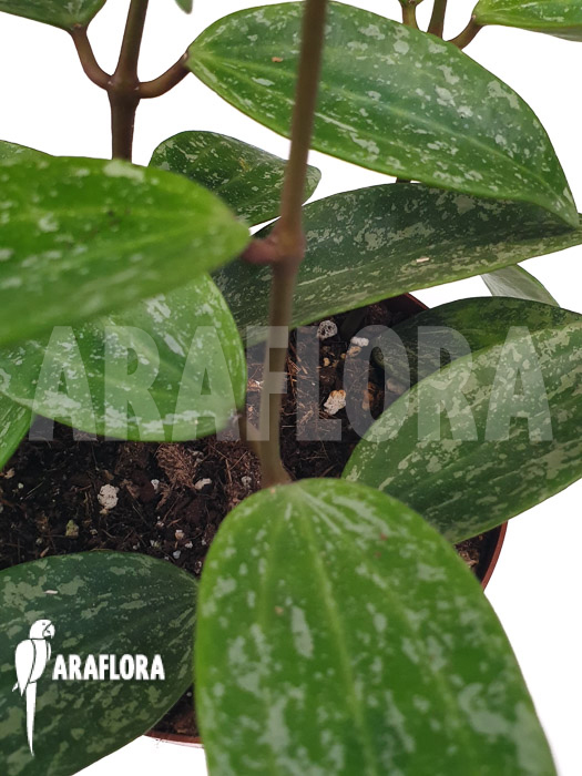 Hoya sp rangsan ‘Starter’