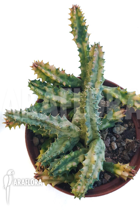 Huernia zebrina ‘white’