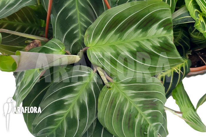 Marantha ‘No id’