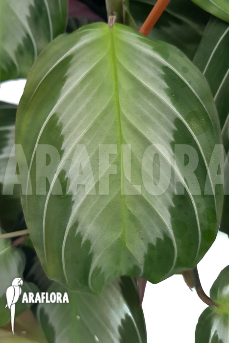 Marantha ‘silverband’