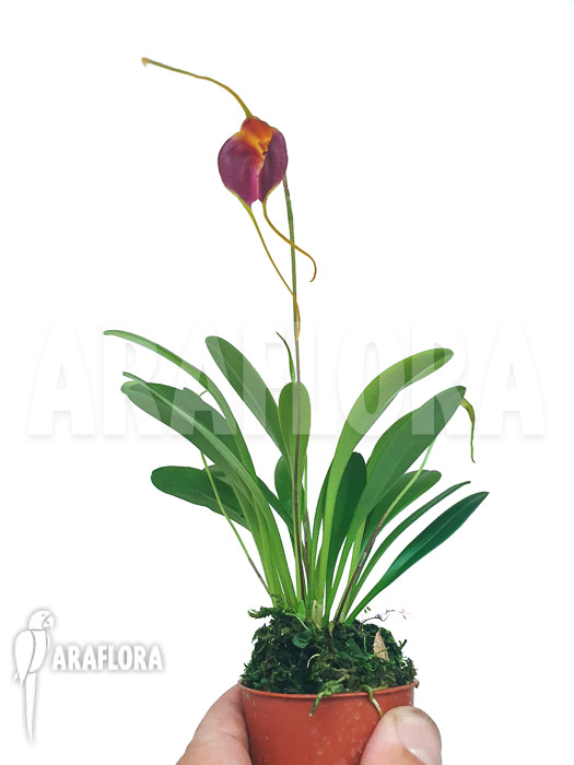 Masdevallia-lata-5