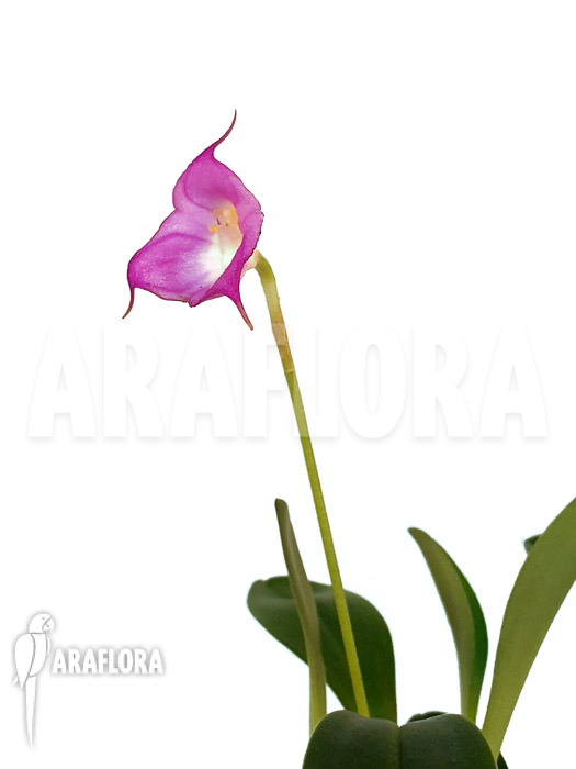 Masdevallia uniflora