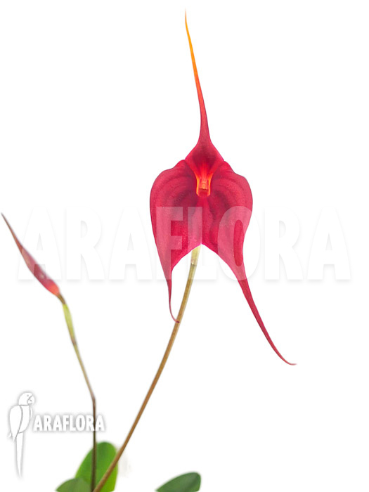 Masdevallia x red magic