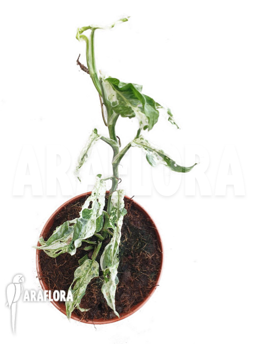 Monstera ‘Frozen freckles’