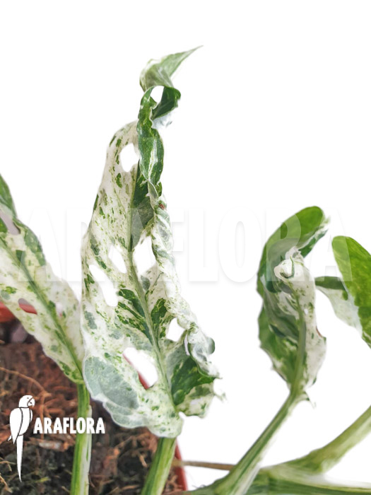 Monstera ‘Frozen freckles’