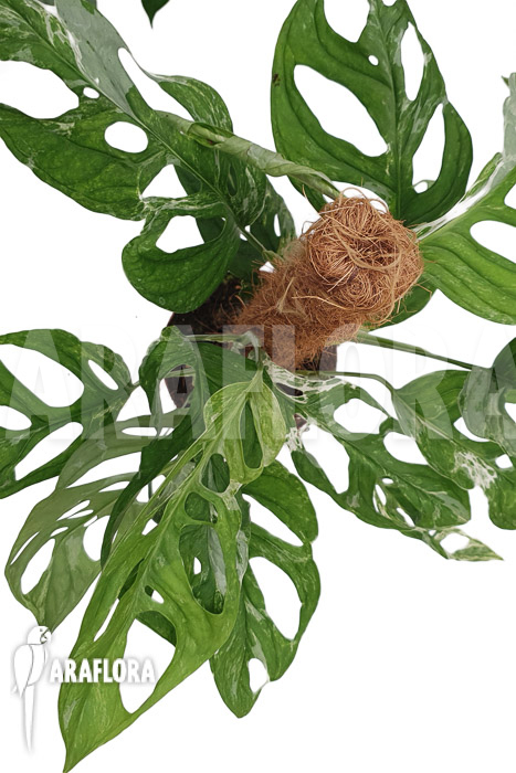 Monstera indonesian Marble