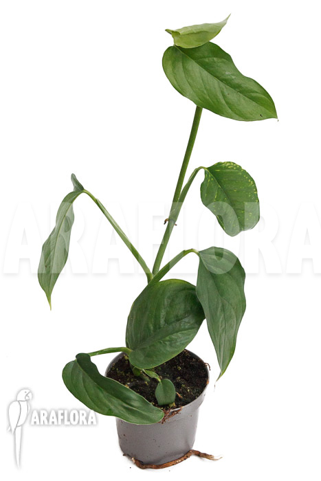 Monstera obliqua Surinam