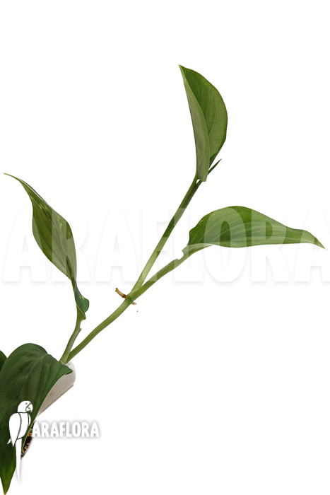 Monstera sp. Velvet Peru