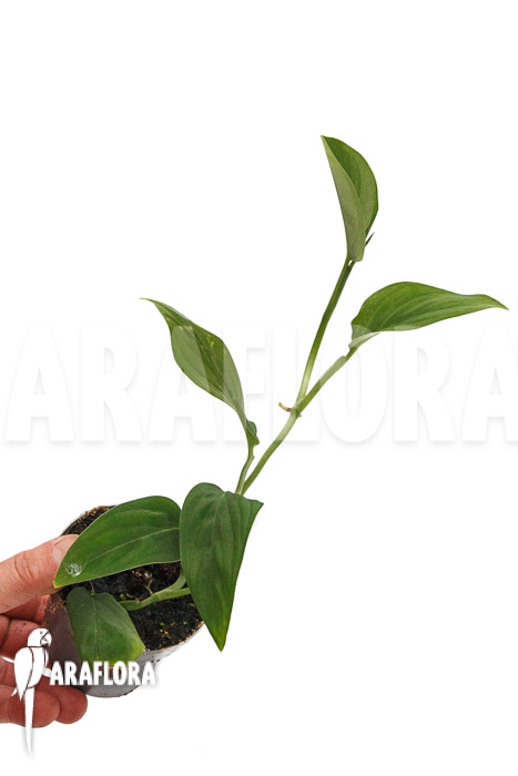 Monstera sp. Velvet Peru