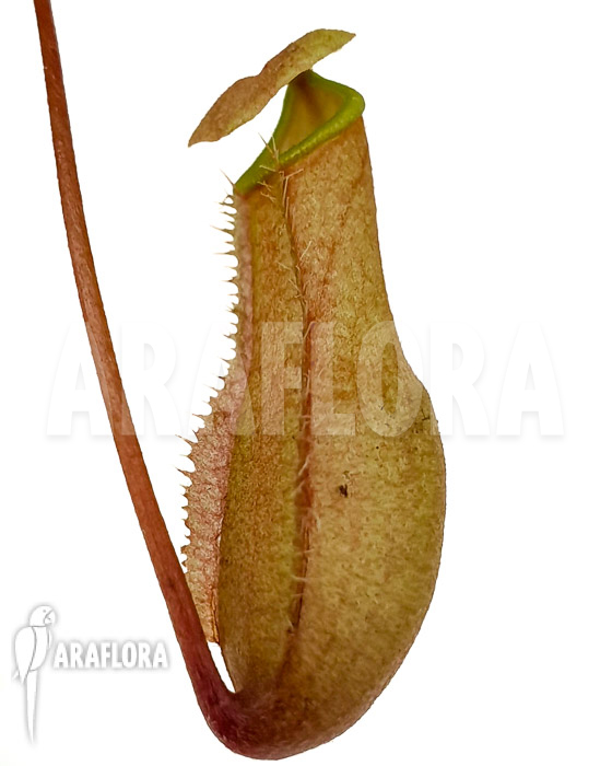 Nepenthes bellii