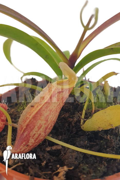 Nepenthes glabrata