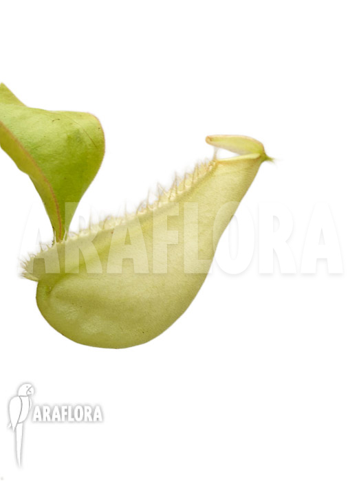 Nepenthes x hookeriana ‘yellow’
