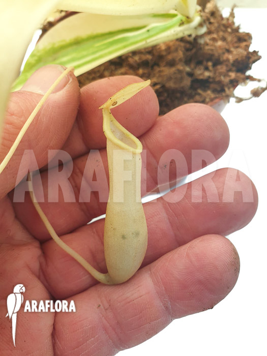 Nepenthes x ventrata ‘snowking’