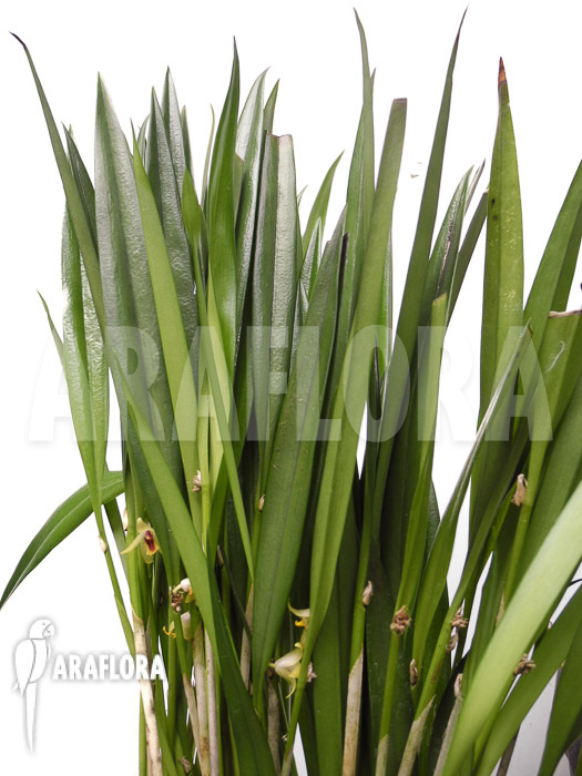 Octomeria grandiflora