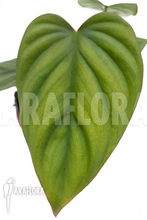 Philodendron ‘Colombia’