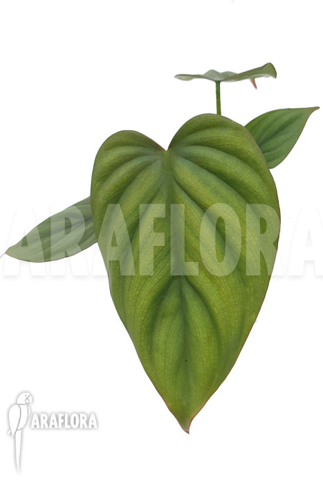 Philodendron ‘Colombia’