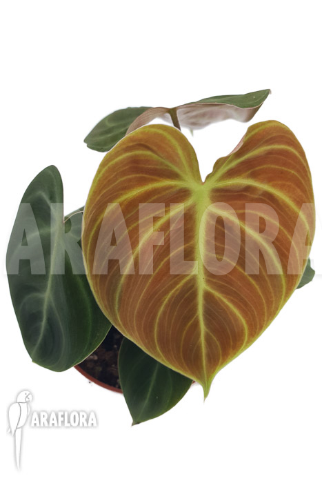 Philodendron ‘el Choco red”