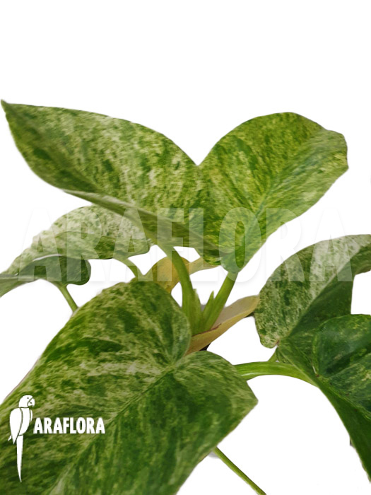 Philodendron giganteum Blizzard