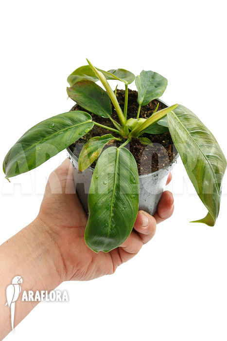 Philodendron patriciae