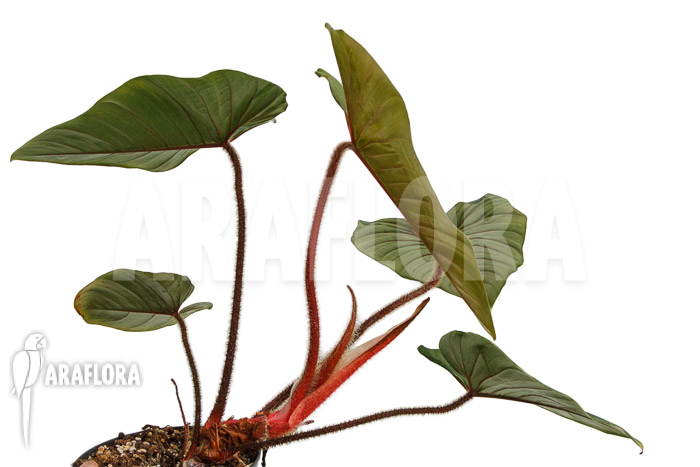 Philodendron squamicaule ‘Red’