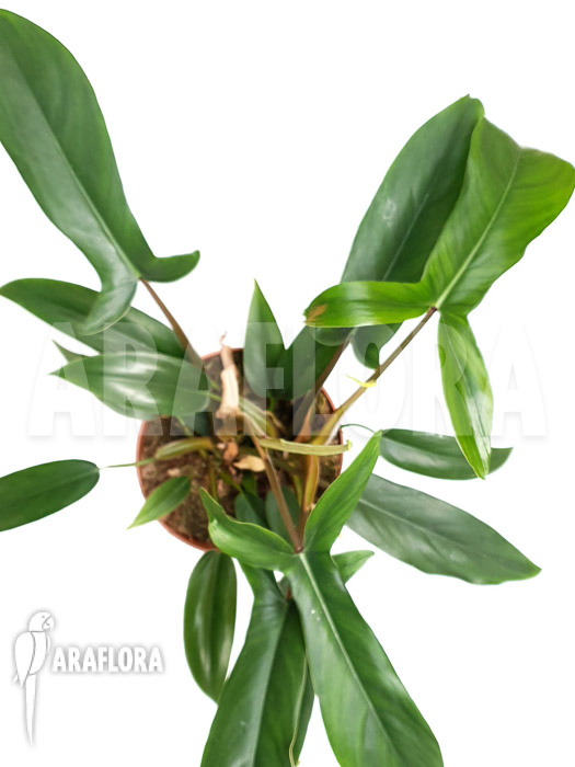 Plant Philodendron x ‘69686’