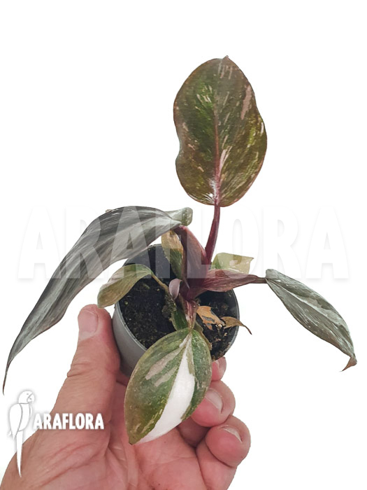 Philodendron x ‘Pink marble Princess’
