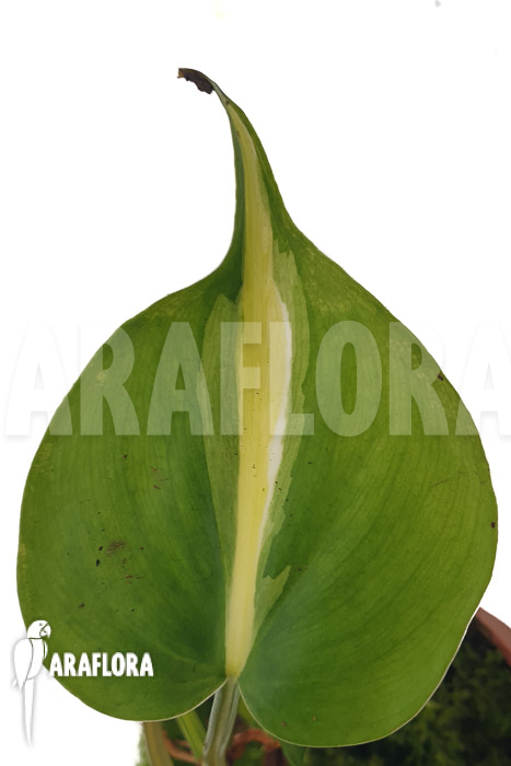 Philodendron x cream splash