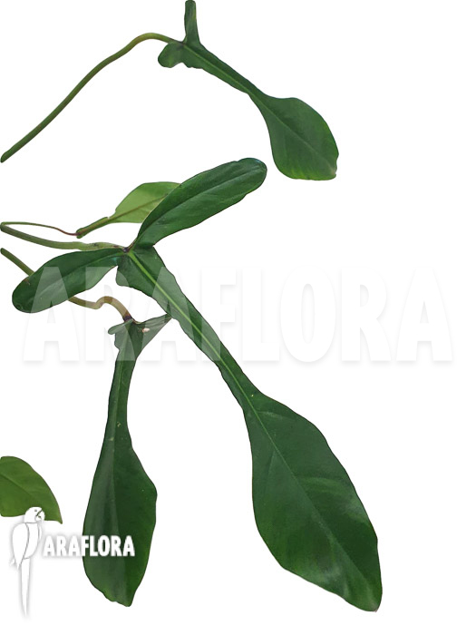 Philodendron x ‘joepii’