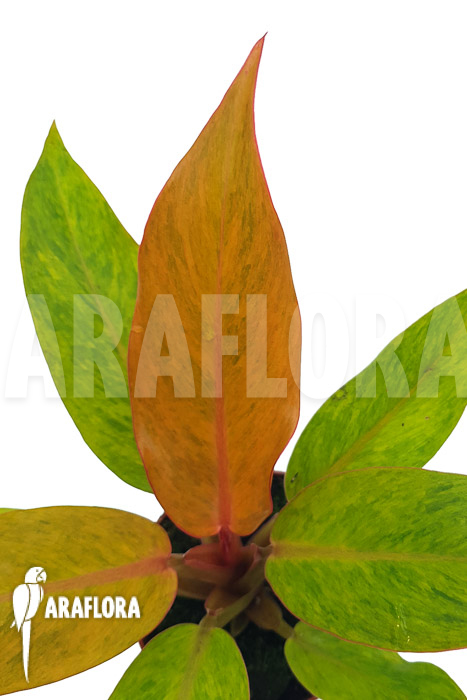 Philodendron x ‘Orange marmelade’